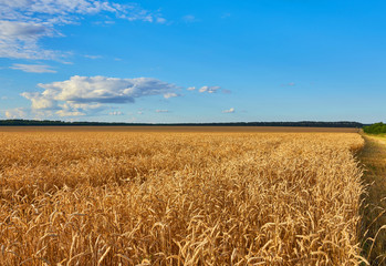 Golden wheat field