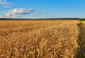 Golden wheat field