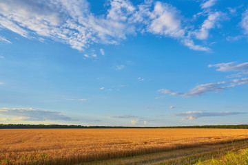 Golden wheat field