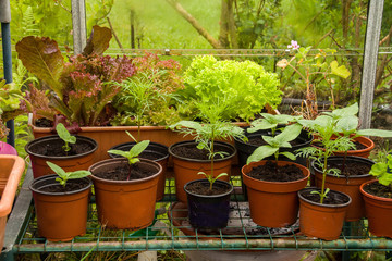 Indoor scene of seedlings in Poly tunnel.