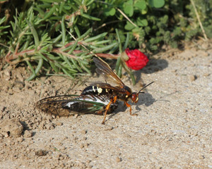Cicada Killer carrying a cicada