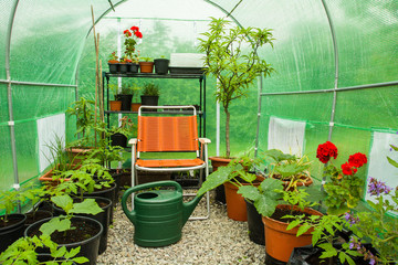 Indoor scene of seedlings in Poly tunnel.