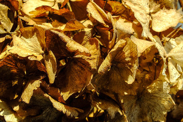 Autumn leaves