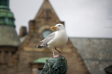 Möwe in Ålesund, Norwegen
