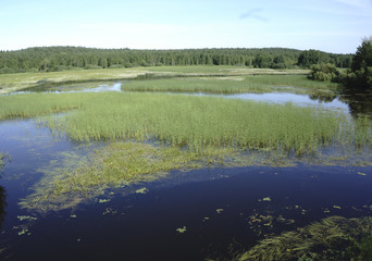 grassy river in Russia
