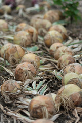 Harvest - onions