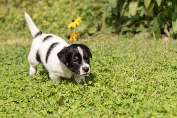 Dog puppy walks through the garden - Jack Russell Terrier 5 weeks old
