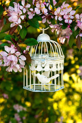 Apple blossom in  spring  garden with sun shining behind. Selective focus