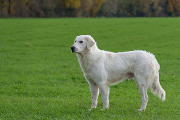 Fototapeta premium Sheep dog