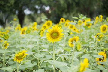 Sunflowers in the field