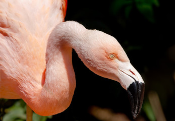 Fototapeta premium Pink Chilean Flamingo Looking for Food