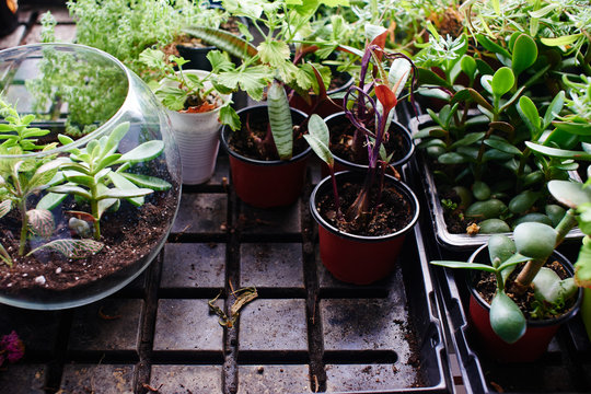 House plants and mini terrarium