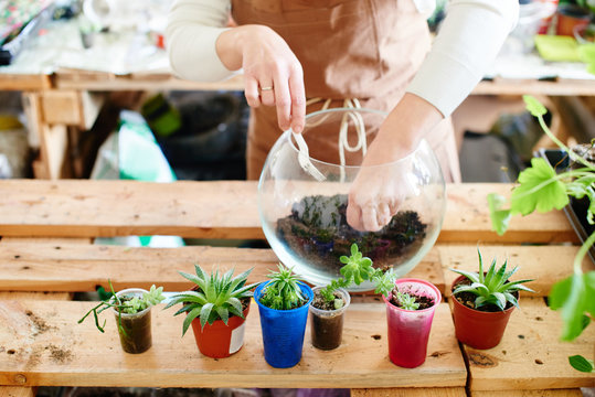 Women's hobby. Girl nerd florist make a mini terrarium with house plants