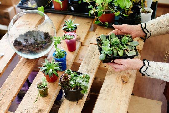 Women's hobby. Girl nerd florist make a mini terrarium with house plants