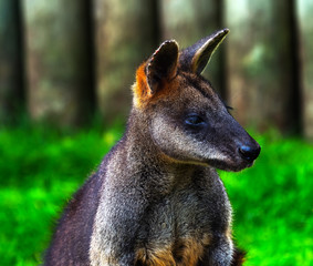 Wallaby Macropus agilus Looking