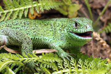 Lizard