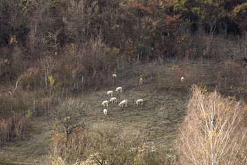 mountain sheeps grazing
