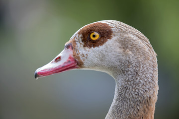 Egyptian Goose Close-UP