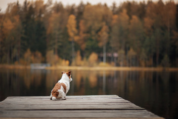 Dog Jack Russell Terrier on a wooden pier