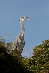Blue heron