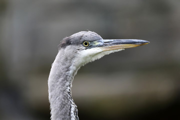 Blue heron close up