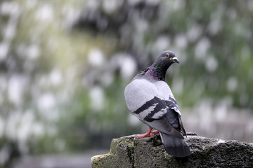 Pigeon in front of waterfall