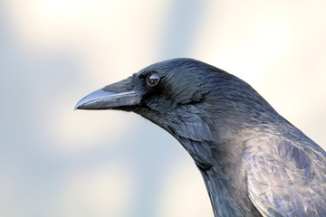 Crow close up