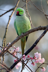 Ring necked parakeet
