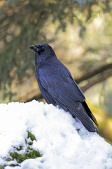 Crow close up