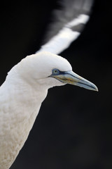 Northern gannet in action