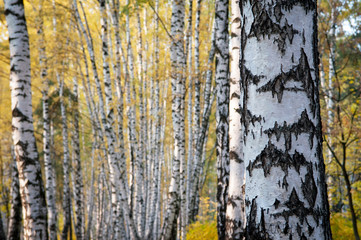 Obraz premium jesień, brzozowy las tło