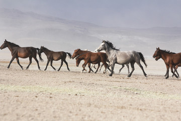 Fototapeta na wymiar plain with beautiful horses in sunny summer day in Turkey. Herd of thoroughbred horses. Horse herd run fast in desert dust against dramatic sunset sky. wild horses