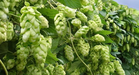 wall of growing hops with ripe cones