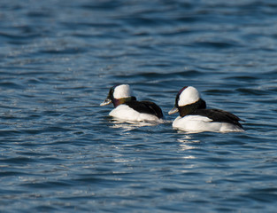 Bufflehead Ducks in Water