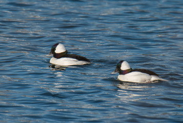 Bufflehead Ducks in Water