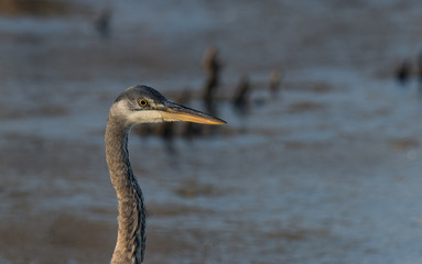 Great Blue heron in Water