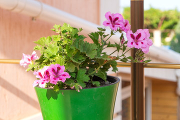 Striped pink flowers of hibiscus in the green flowerpot outdoo