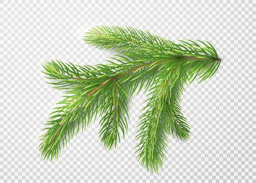Fir branch. Christmas tree, pine needles isolated on transparent background
