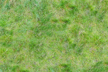 Texture of thin grass