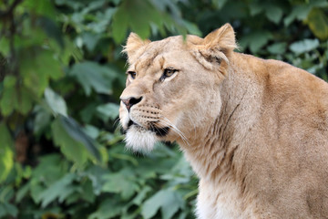 Fototapeta premium Lioness