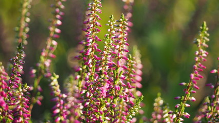 Blooming pink common heather