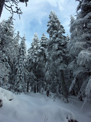 Winter im Wald