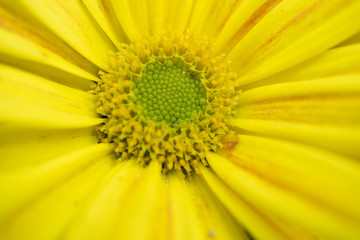 Beautiful yellow flower closeup
