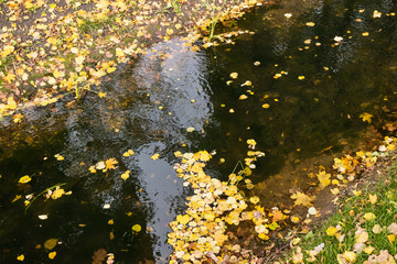 Stream with fallen yellow leaves