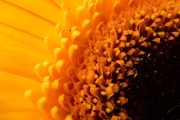 Center of beautiful flower gerbera closeup