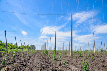Hops field and blue sky