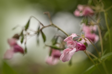 Autumn blossoming.One of the last autumn flowers blossom in the wood.