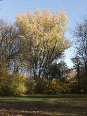 Herbst in einer Parkanlage