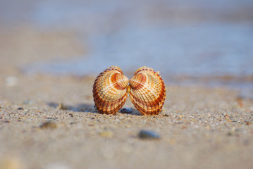 Seashell on the sand at the beach, concept of summer vacation. One seashell on the beach by the sea