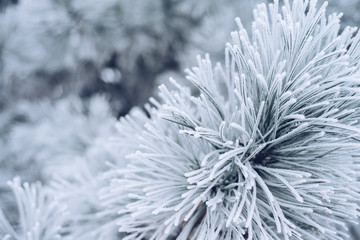 Winter background. Pine branch close-up, hoarfrost, free space for text.